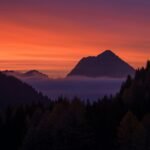 silhouette of trees during sunset